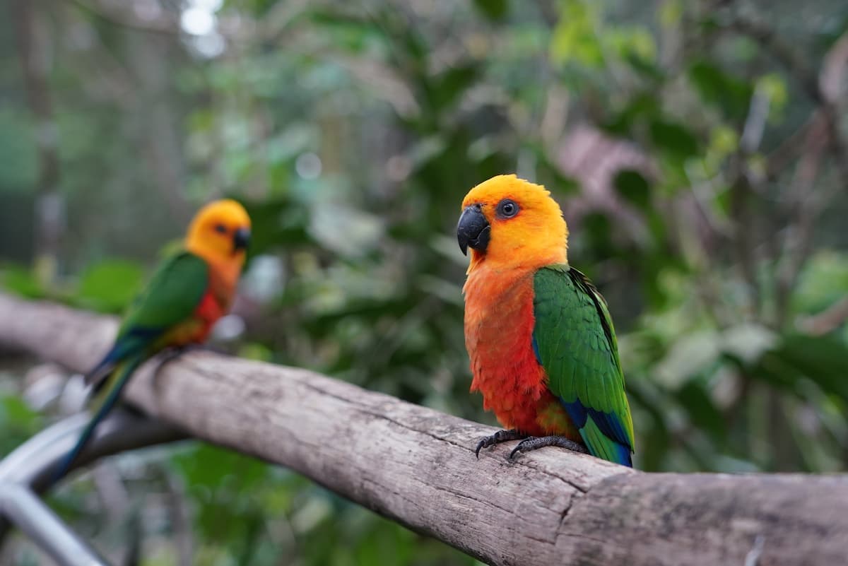 Ave em viveiro do Parque das Aves