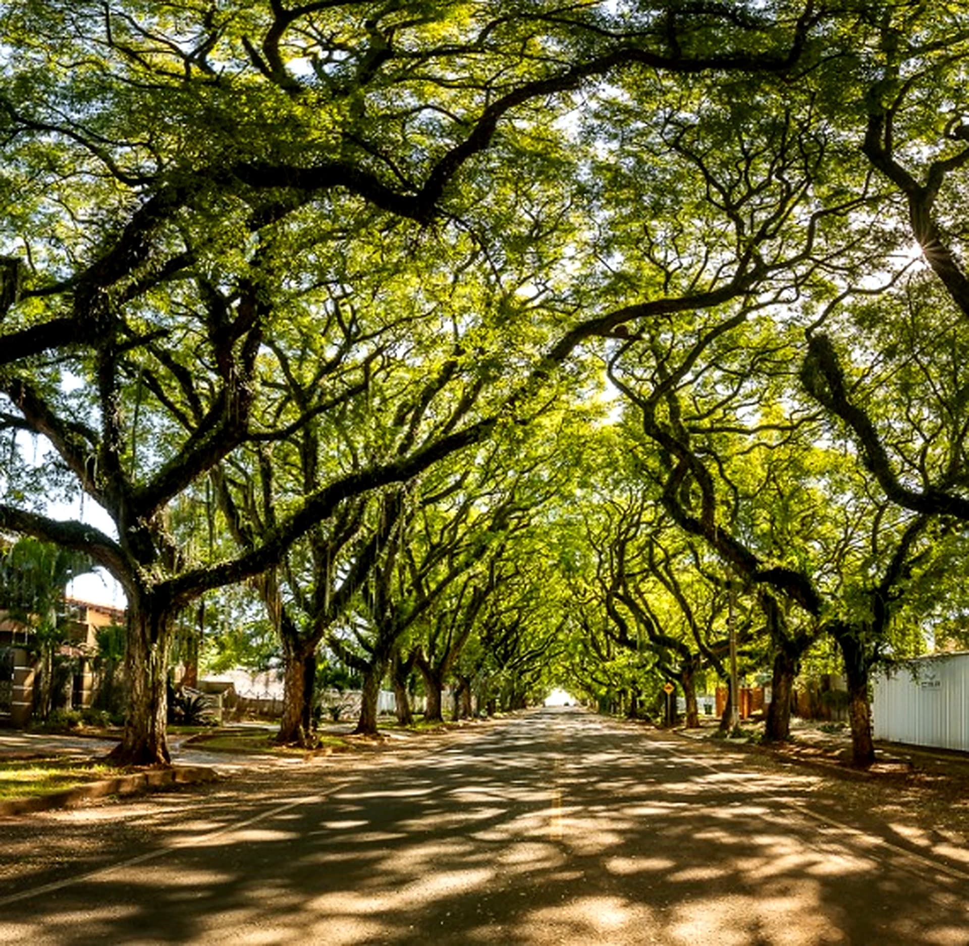 Caminho arborizado no City Tour Foz